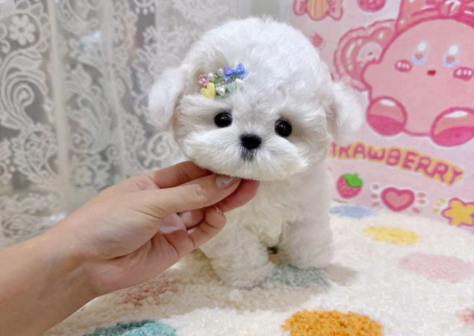 Maltese Terrier Kore Kanı Yavrularımız